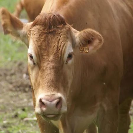 Near Gerardmer Prázdninový dům Vagney