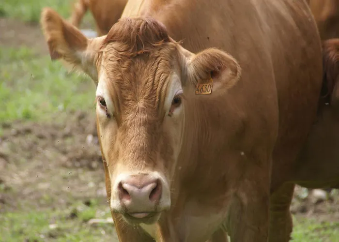 Near Gerardmer Prázdninový dům Vagney